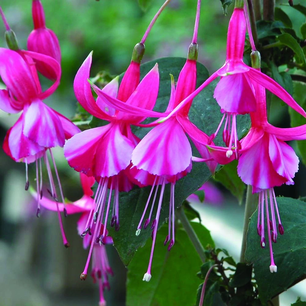 Fuchsia Shrimp Cocktail (Hardy) 1 Fuchsia Shrimp Cocktail (Hardy)