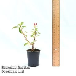 Fuchsia 'Skyrocket' -Dobies FUCH SKYROC9CM A