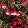 Fuchsia 'Skyrocket'