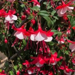 Fuchsia 'Skyrocket'