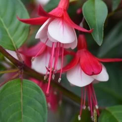 Fuchsia 'Skyrocket' -Dobies FUCH SKYROCKET T15442