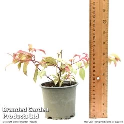 Fuchsia 'Tom Thumb' (Hardy) -Dobies FUCH TOMTH10CM T49944