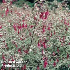Fuchsia Magellanica 'Versicolor' -Dobies FUCH VERSICOLO S39407