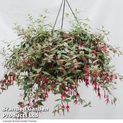 Fuchsia Magellanica 'Versicolor' -Dobies FUCH VERSICOLO T11779