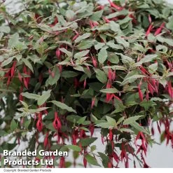 Fuchsia Magellanica 'Versicolor'