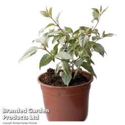 Fuchsia Magellanica 'Versicolor' -Dobies FUCH VERSICOLO T34567