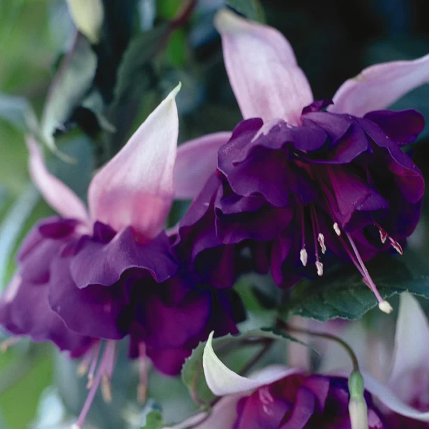 Fuchsia Giant-Flowered Collection 2 Fuchsia Giant-Flowered Collection - Image 2