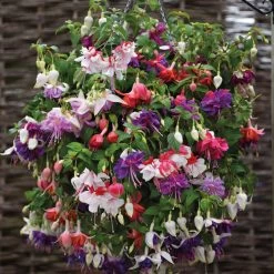 Fuchsia Giant-Flowered Collection