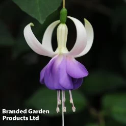 Fuchsia 'Delta's Sarah' (Hardy) -Dobies FuchsiaDeltasSarah A1