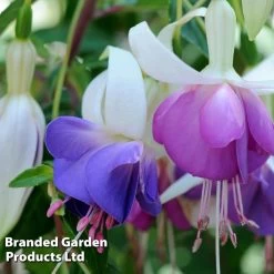 Fuchsia 'Delta's Sarah' (Hardy) -Dobies FuchsiaDeltasSarah B1