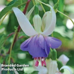 Fuchsia 'Delta's Sarah' (Hardy) -Dobies FuchsiaDeltasSarah C1