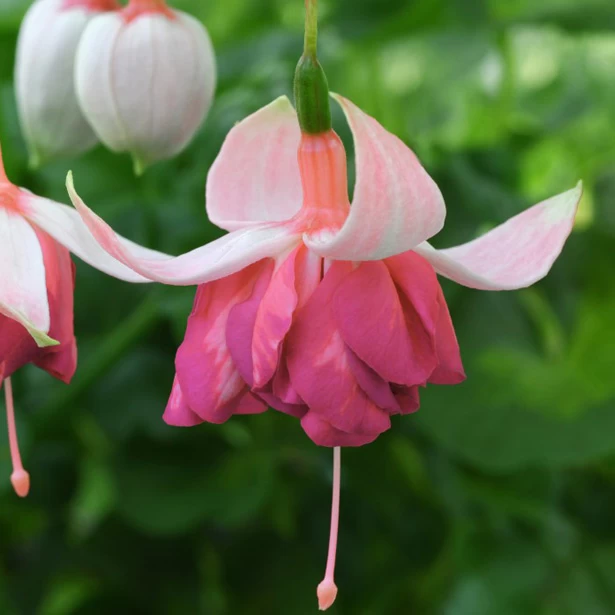 Fuchsia Giant-Flowered Collection 3 Fuchsia Giant-Flowered Collection - Image 3