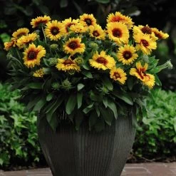 Gaillardia Mesa Bright Bicolour
