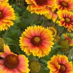 Gaillardia Mesa Bright Bicolour -Dobies GAIL MESABRBIC T19558