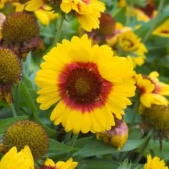 Gaillardia Mesa Bright Bicolour -Dobies GAIL MESABRBIC T19559