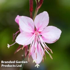 Gaura Lindheimeri Siskiyou Pink