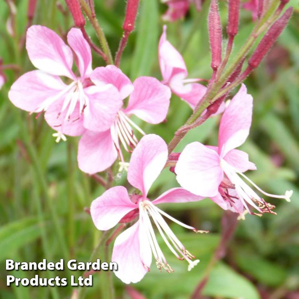 Gaura Lindheimeri Siskiyou Pink 2 Gaura Lindheimeri Siskiyou Pink - Image 2