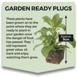 Salvia Plants - Farinacea Victoria -Dobies GDNREADYPLUG 2