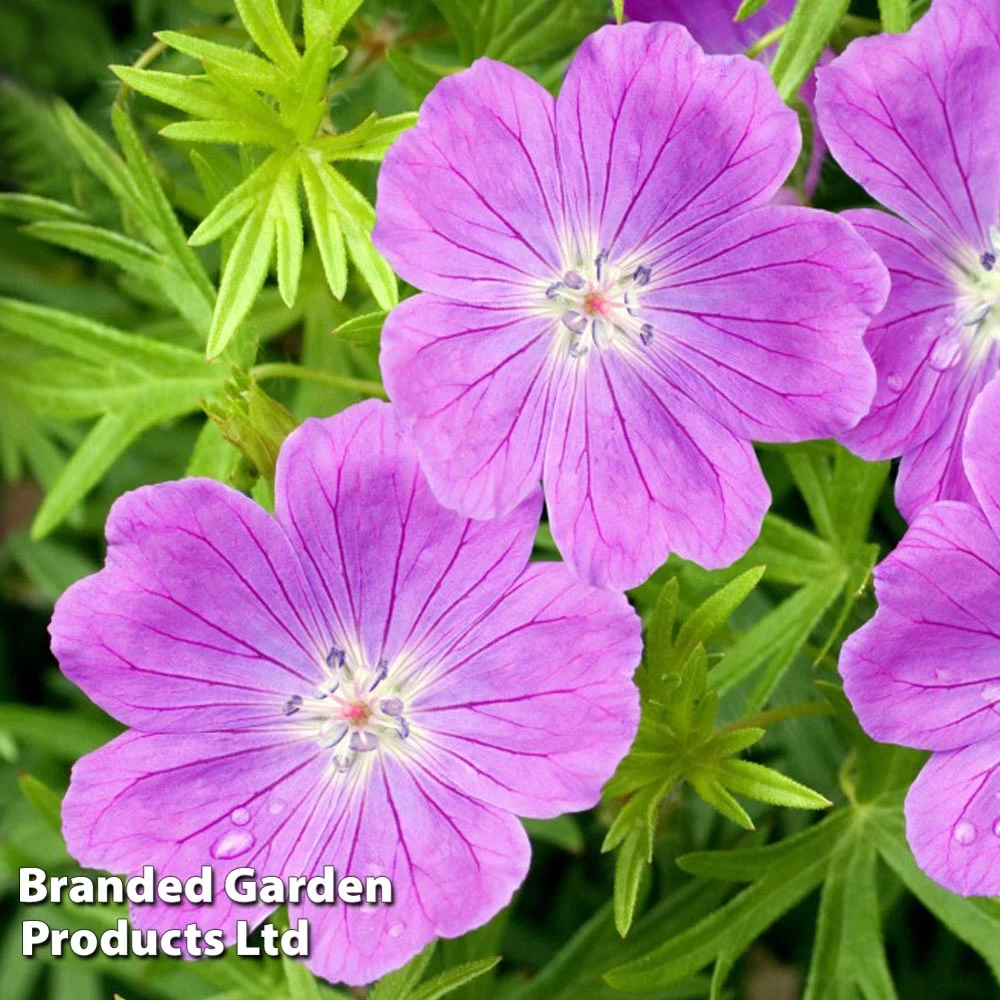 Geranium Sanguineum Vision Violet 1 Geranium Sanguineum Vision Violet