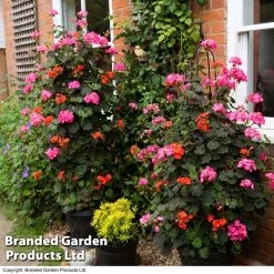 Geranium Tall Dark & Handsome Mixed Collection