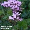 Pelargonium Pinki Pinks