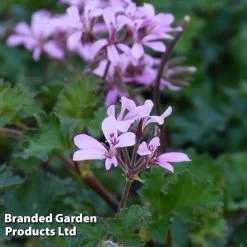 Pelargonium Pinki Pinks