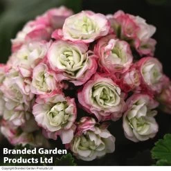 Geranium Appleblossom Rosebud -Dobies GERA T17214 C