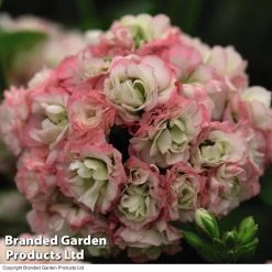 Geranium Appleblossom Rosebud -Dobies GERA T17214 D