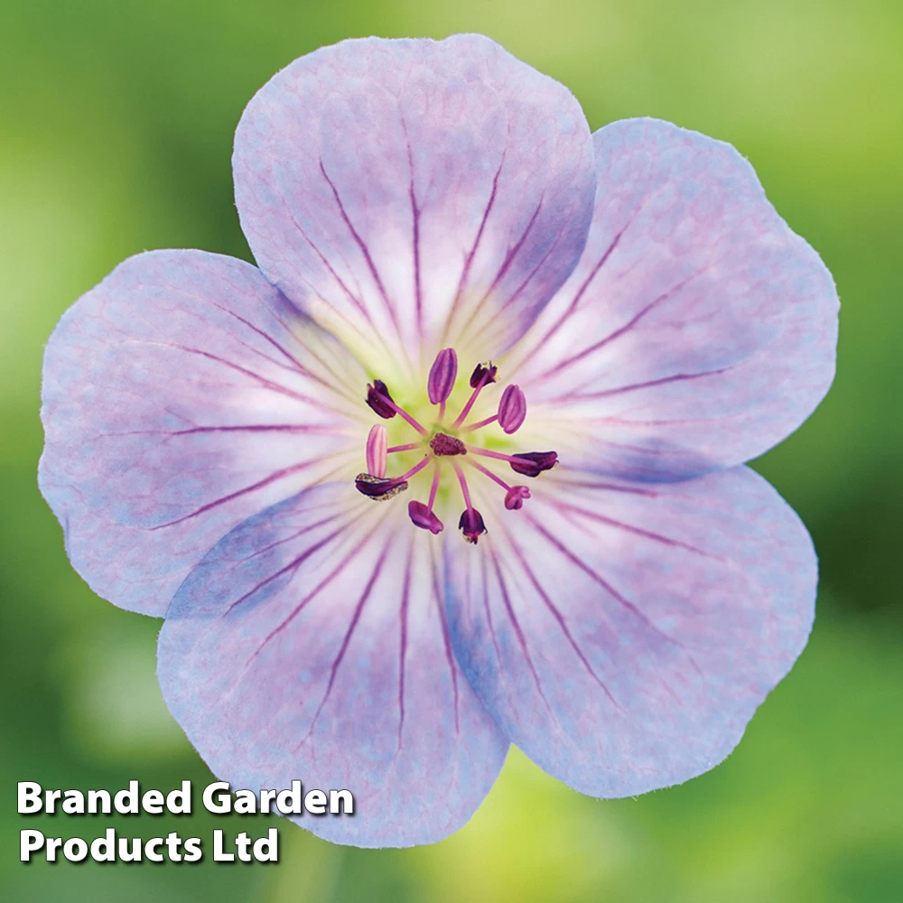 Geranium 'Azure Rush' 1 Geranium 'Azure Rush'