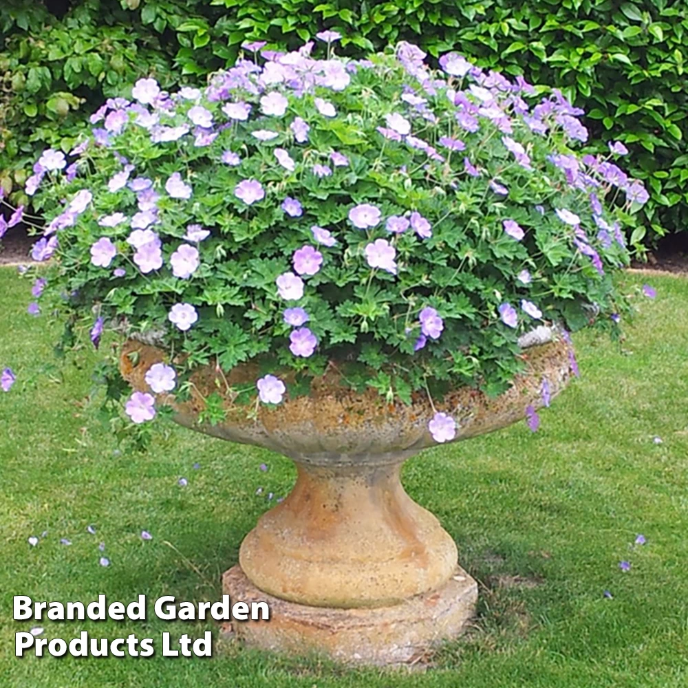 Geranium 'Azure Rush' 2 Geranium 'Azure Rush' - Image 2