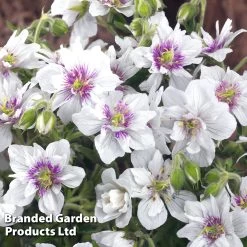 Geranium Doubles Hardy Collection -Dobies GERA DOUBLEJEW S62420