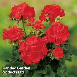Geranium Grandeur Red Pre Planted Potted Plant