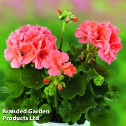 Geranium Giants Collection 10 Geranium Giants Collection -Dobies GERA GRCLSALMO S04734