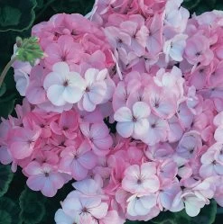 Geranium Horizon F1 Appleblossom