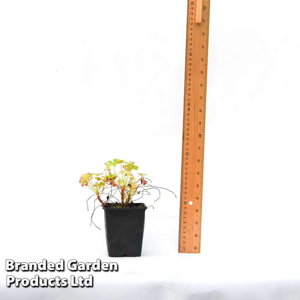 Geranium 'Intense' 3 Geranium 'Intense' - Image 3