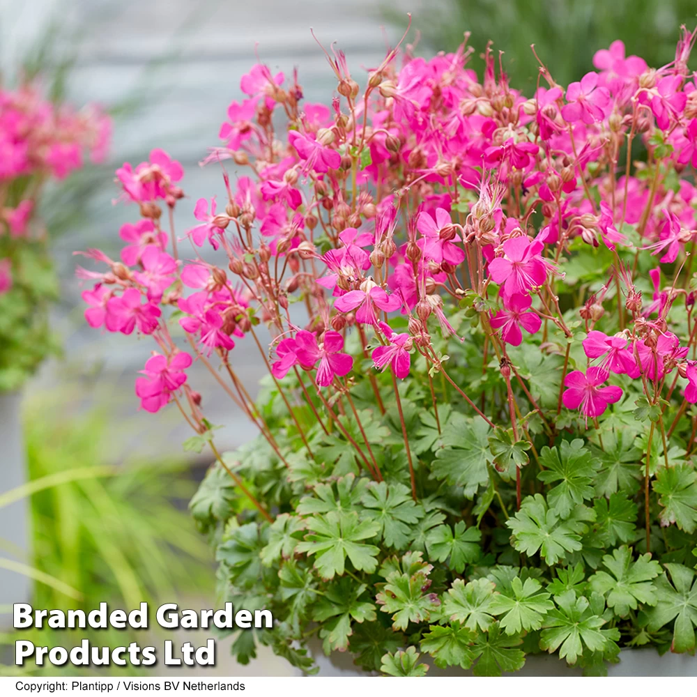 Geranium 'Intense' 5 Geranium 'Intense' - Image 5