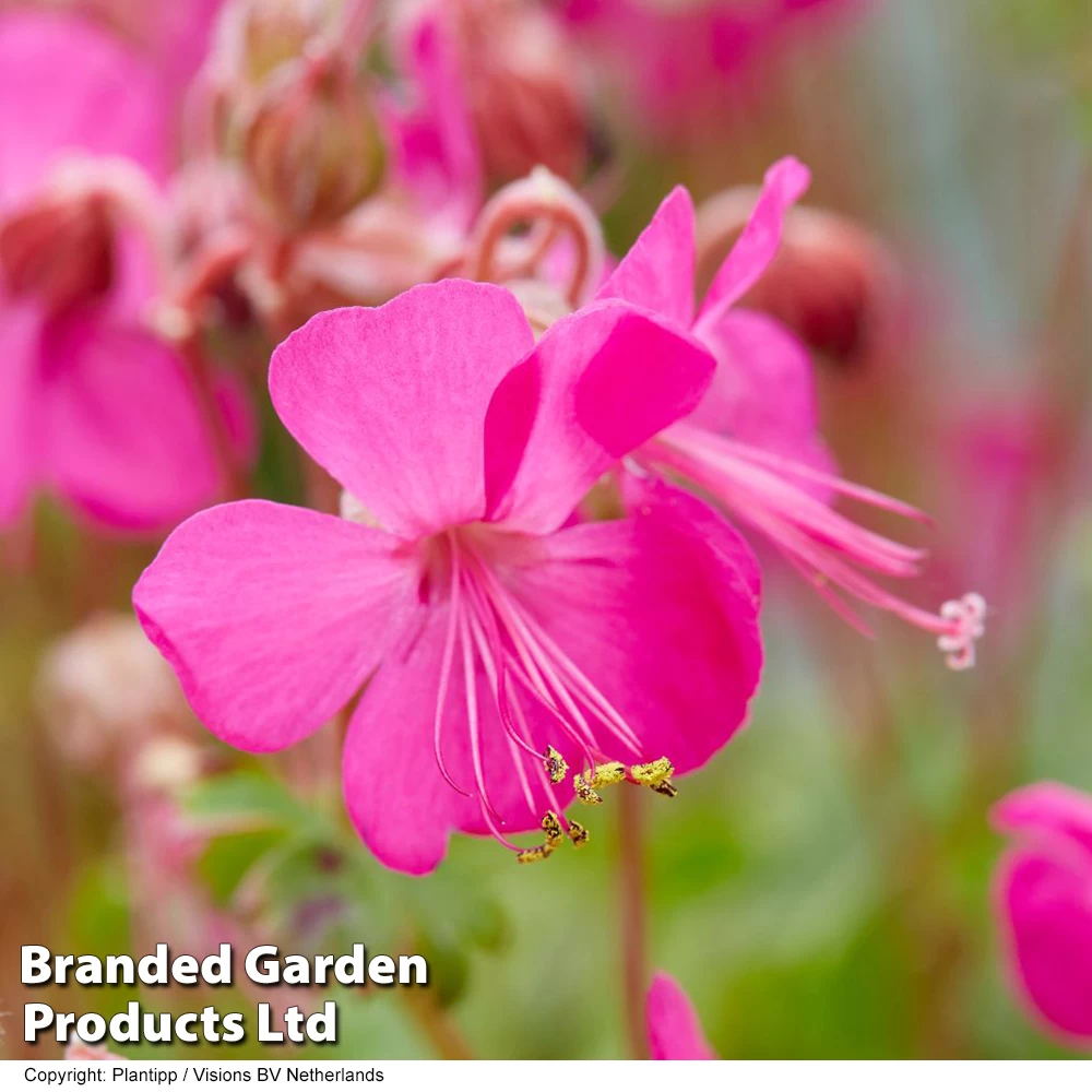 Geranium 'Intense' 6 Geranium 'Intense' - Image 6