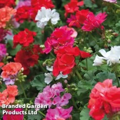 Geranium 'Jackpot Mixed' F1 Hybrid