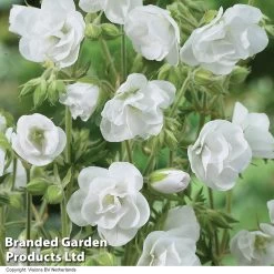 Geranium Doubles Hardy Collection -Dobies GERA LAURA H27894