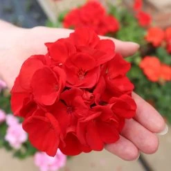 Geranium Grandeur Power Red -Dobies GERA POWERRED S146441