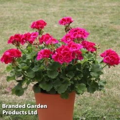 Geranium Giants Collection 8 Geranium Giants Collection -Dobies GERA POWERVIOL S14646