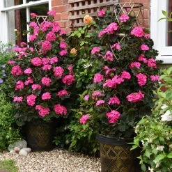 Geranium Tall Dark & Handsome Hot Pink