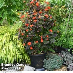 Geranium Tall Dark & Handsome Orange -Dobies GERA TALLDKHSM T33555