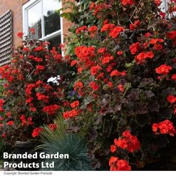 Geranium Tall Dark & Handsome Orange -Dobies GERA TALLDKHSM T33985