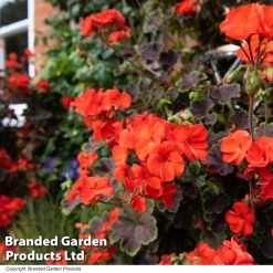 Geranium Tall Dark & Handsome Orange -Dobies GERA TALLDKHSM T33988