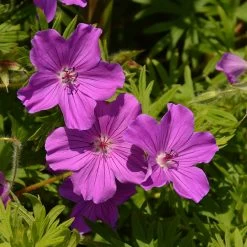 Geranium Sanguineum 'Tiny Monster' -Dobies GERA TINYMONST S25665 NOW1