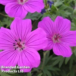 Geranium Sanguineum 'Tiny Monster' -Dobies GERA TINYMONST S25666