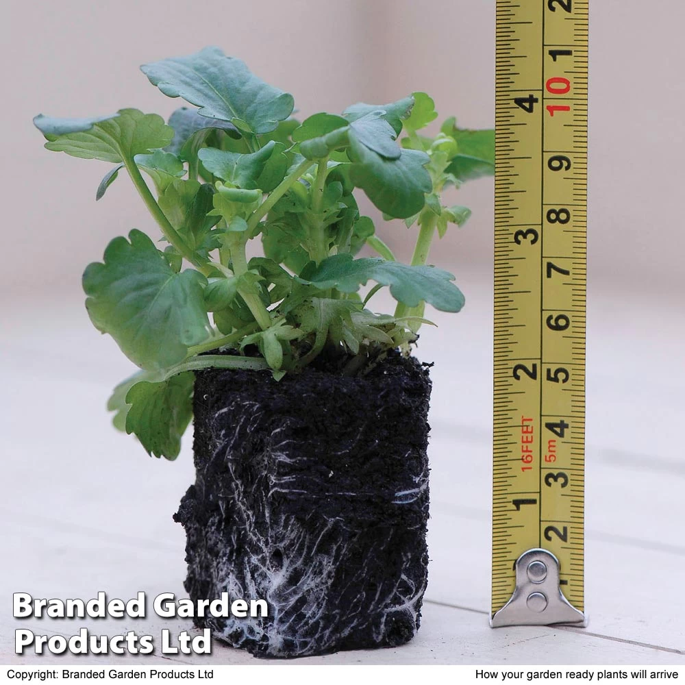 Viola Tasty F1 2 Viola Tasty F1 - Image 2