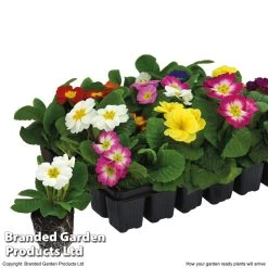 Primrose Large Flowered -Dobies GR30 PRIMROSE T10016
