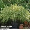 Hakonechloa Macra 'Aureola'